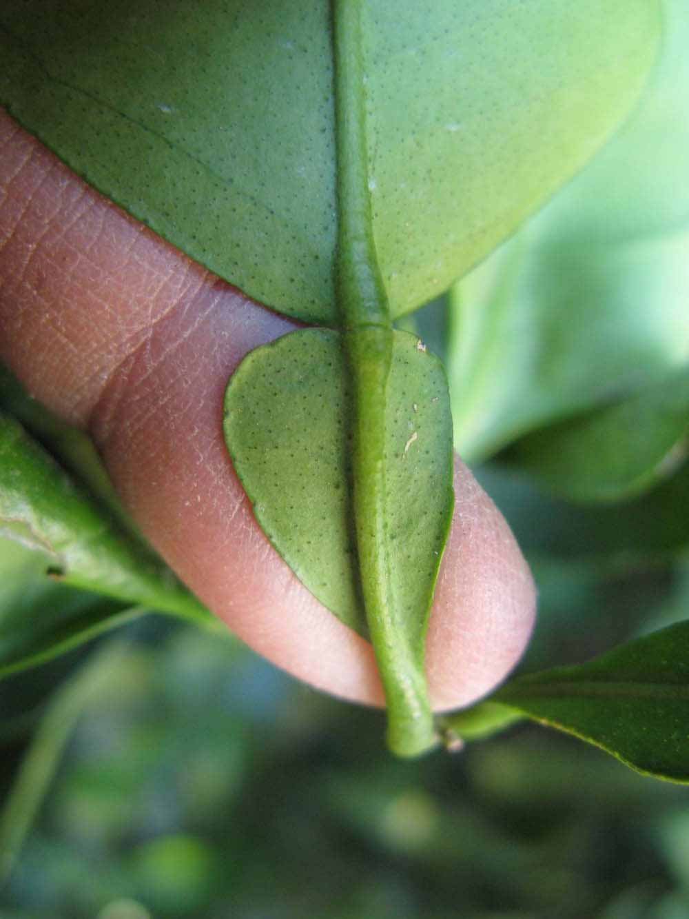              Petiole (Winter Haven, FL)       